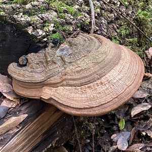 Meet your Posher, Bryan